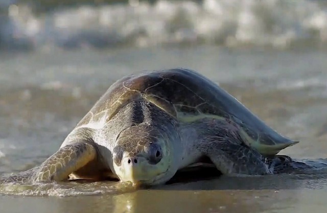 Townhome # 3 Private Beach, Saltwater pool Family Vacation- Sleeps 8