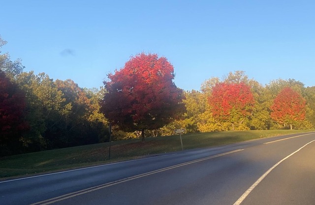 Treehaus cottage at Massanutten! 5 minutes to the resort!