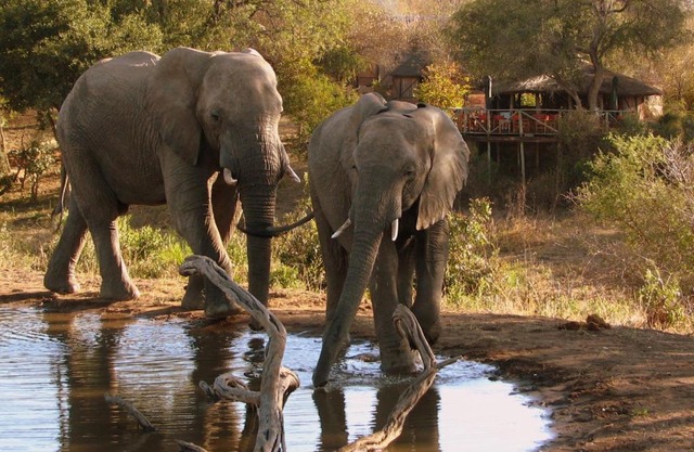 Umlani Bushcamp