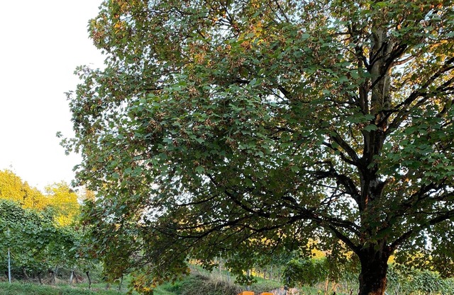 Vacation apartment/apartment for 3 guests with 65m² in Heppenheim (Bergstraße) (146823)