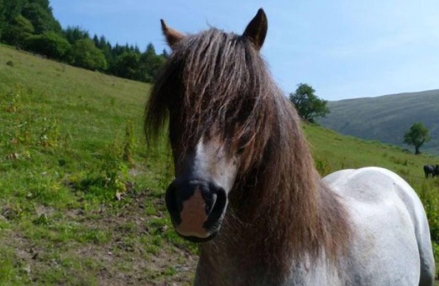 Vacation home Llety y Coed in Llandovery - 10 persons, 5 bedrooms