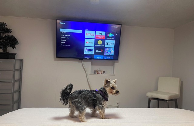 Victoria (Saanich) renovated,1 bedroom, Den & sofa bed option for 90+ day rental