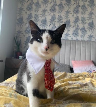 wake up with 2 cats on your face