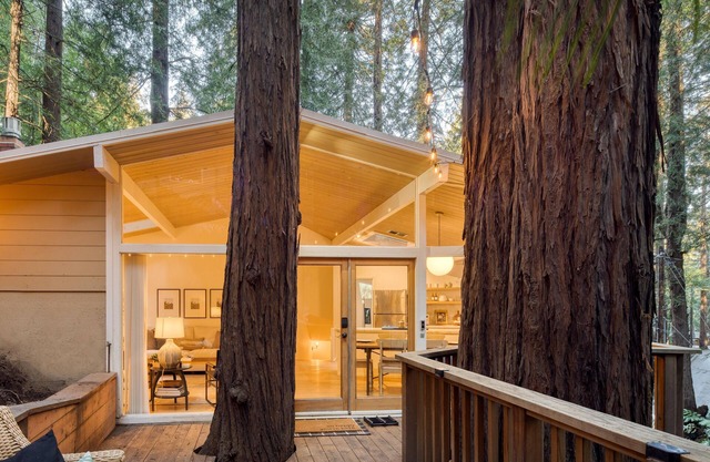 Window to the Redwoods