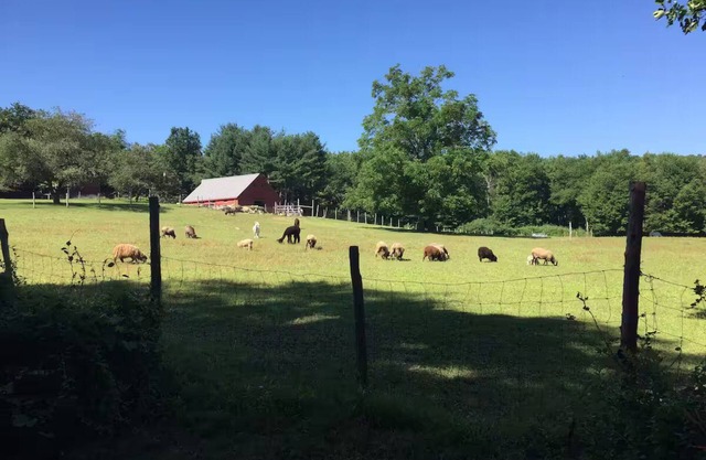 Woolly Acres Farm