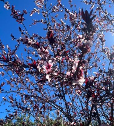 Zulia Suites, Masca, Teide, Los Gigantes, Excursions, AC, Wifi-4