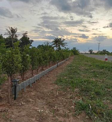 Buriram Other | ทุ่งนาแคมป์ปิ้ง Countryside