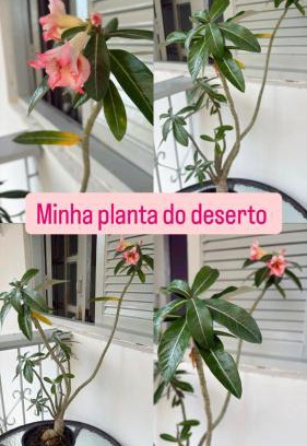 Boca do Rio House | Adira Santos