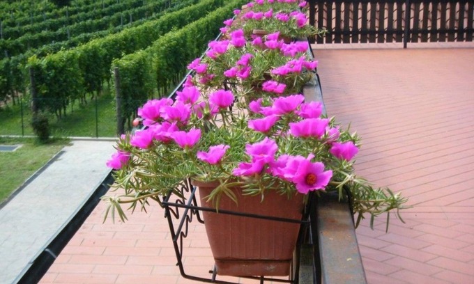 Albana Other | Agriturismo Grillo Iole