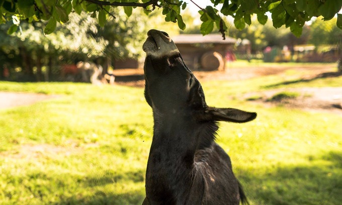 Legnago Apartment | Agriturismo Tre Rondini - apartment for 4 people