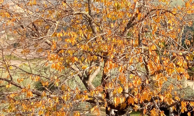 Servigliano House | Angela Garden B&B - Retro Room (triple)