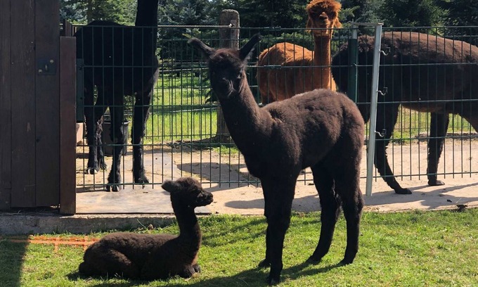 Edertal Apartment | Apartment Alpacas in the fog