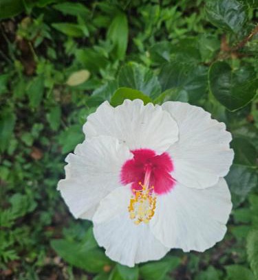 Grand-Bourg House | Appaloosa lodge