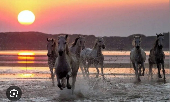 Montpellier Boat Rental | Atypical accommodation on the Camargue waterfront