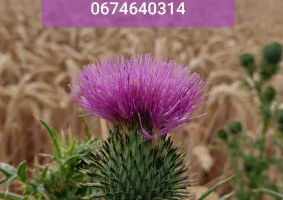 Nesle Bed & Breakfast | Au Chardon Bleu