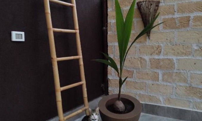 Santa Flavia Apartment | Avocado House