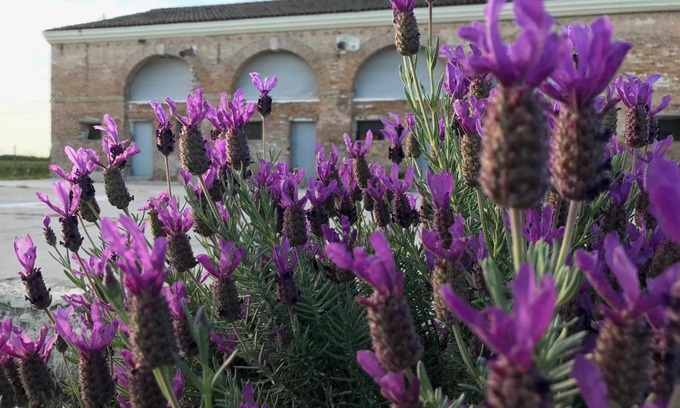 Ca' Venier Bed & Breakfast | B&B Tenuta della Duchessa