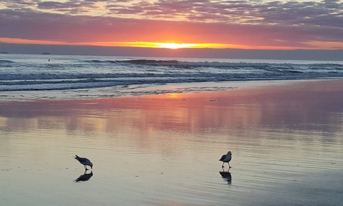 Mount Maunganui Hotel | Bay Palm Motel