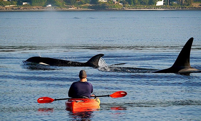Bremerton House | Beach Home w/King & Queen bed + Wi-Fi see Whales/Eagles Minutes to Seattle Ferry