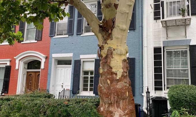 South Main Street House | Beautiful S. Main St. Historic Row House