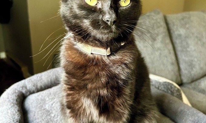 Regional District of Nanaimo House | Budget friendly Qualicum Beach home, with 2 cats & a forest in the back yard