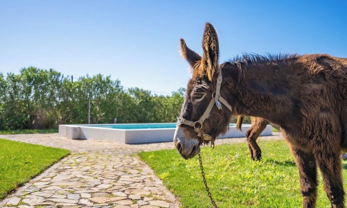 Portimao Villa | Burro Ville - Lovely House w/Pool