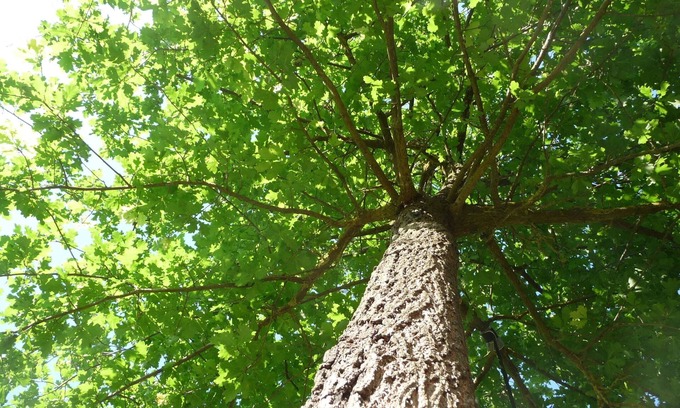 Orentano House | Casa Fabiani - Lovely wooden house in Tuscany - Pet Friendly