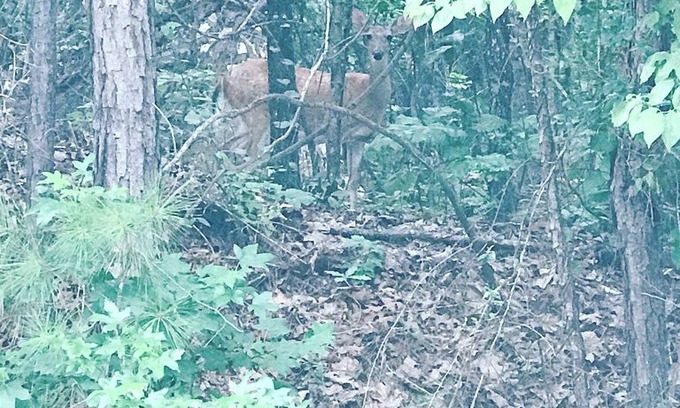 Eclectic House | Castaway Cottage at Lake Martin
