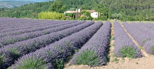 Malaucene Bed & Breakfast | Chambre d'hôtes du Mas de Longuefeuille