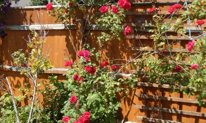 Cherry Hinton House | Cherry Palace 3 BD Parking Spaces groups