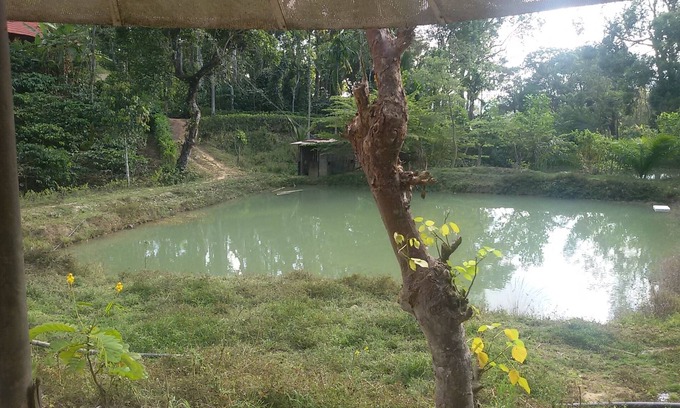 Virarajendrapet House | Coffee estate homestays and cottages