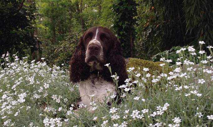Loubezs-Bernac Other | Comfortable 3-bed/3-bath holiday home with heated pool and large wilded garden