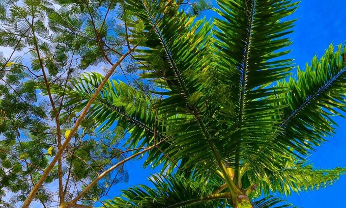 Moyobamba Hotel | Country Club Eco - Casa Jardín