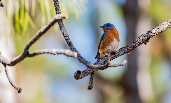 Floral City Cottage | Cute cottage next to farm animals near Nature Coast with pool