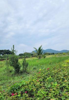 Pa Daet House | ddhotel