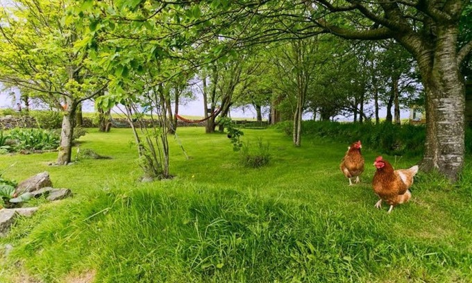 Malltraeth Apartment | Dog House - a dog that sleeps 2 guests in 1 bedroom