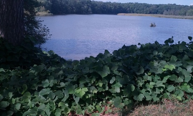 Golts Apartment | Eastern Shore Get Away