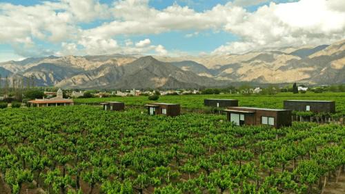 Cafayate Hotel | El Porvenir Wine Lodge