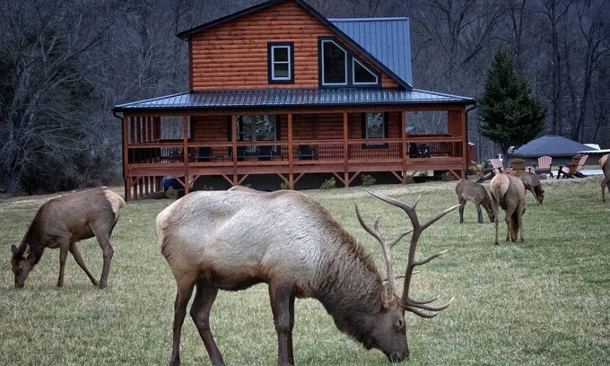 Maggie Valley Cabin | Elk Meadow Lodge ~ Fall Color ~ New Cabin by Willow Tree Cabins