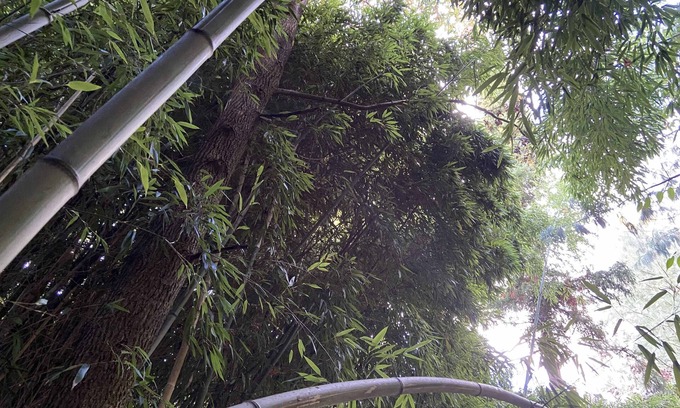 Saints House | Gîte du bambou bleu, dans un jardin botaniquenDisneyland Paris a 34 kmn