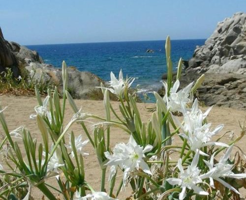 Marzamemi House | Giglio di mare Marzamemi