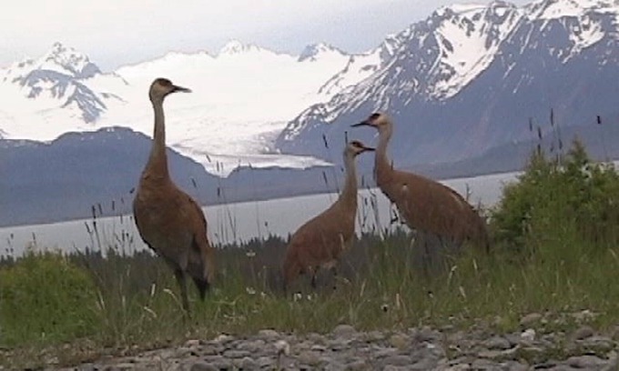 Homer House | Glacier View Cabin with Spectacular Views of Grewingk Glacier and Kachemak Bay