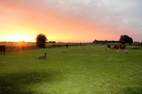 Wisbech House | Glamping with Llamas