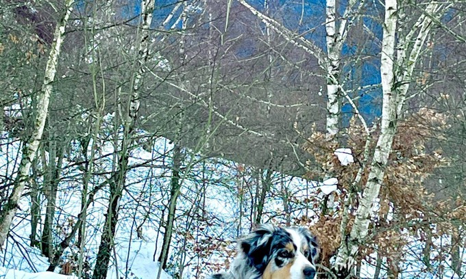 Saint-Pastous Ski Chalet | Grange de Montagne Entièrement Rénovée