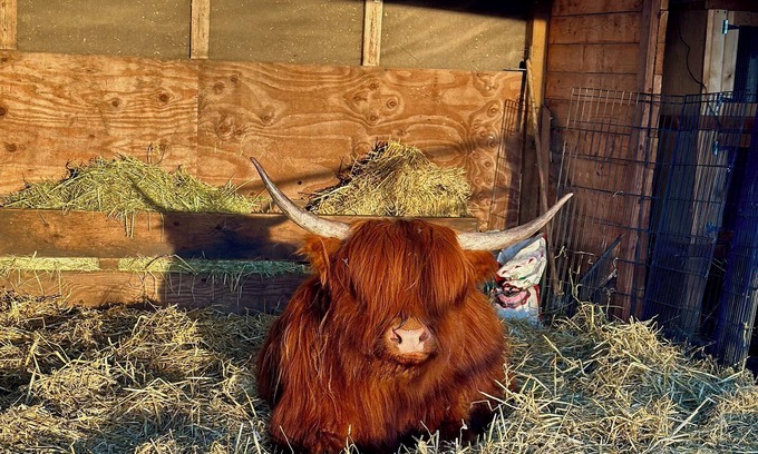 Brentwood Bay Other | Have a Loud Macaw Farm Stay!