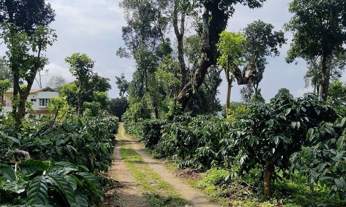 Madikeri Bed & Breakfast | Heights Farm Stay - Coffee Estate Stay