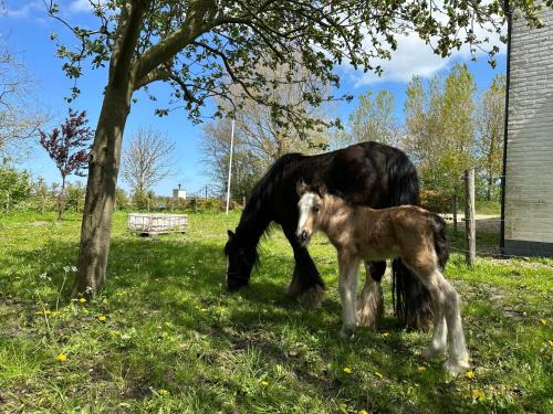 Burgh-Haamstede Apartment | Het Tinkerparadijs, paarden, rust en ruimte.