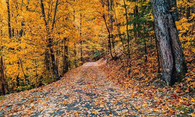 Wears Valley Cabin | Hidden Gem, 1mi to GSMNP! King Bd+Loft, Fireplace, Treehouse Vibes & BEARS!