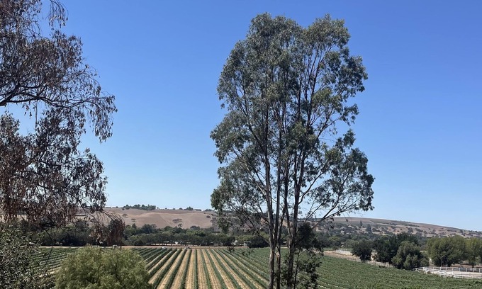 Santa Ynez House | Hilltop Vineyard and Agave Field Views