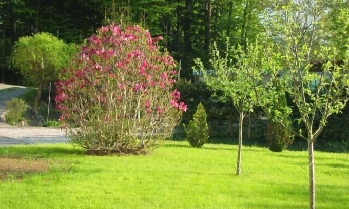 Neuschoenau Apartment | Holiday apartment Neuschönau for 1 - 5 persons with 2 bedrooms - Holiday apartment in one or multi-f